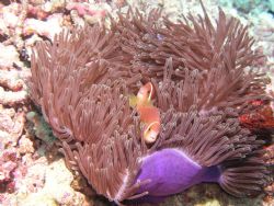 Clownfish, Maldives, Olympus C5050Z +strobe by Nick Bruton 